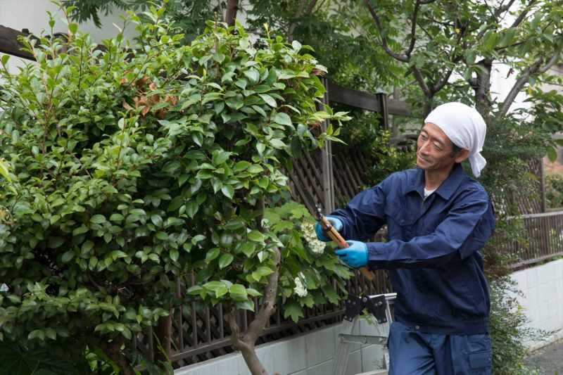 剪定作業を行う職人